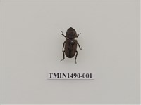 藏品(鏽鍬形蟲)的圖片